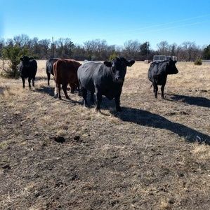 Meet your Posher, Robin